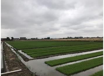 Rice seedling irrigation in Shanghai